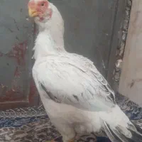 مرغ خروس لاری هندی حجازی