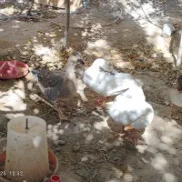 فروش غاز و قوغاز