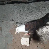 کفتر جوجه سر مخملی