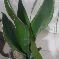 گل تنه درختی|گل و گیاه طبیعی|بروجرد, |دیوار