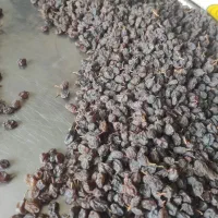 کشمش ارگانیک|عمده‌فروشی|چهاربرج, |دیوار