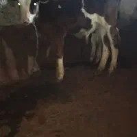 گاو وگوساله نر  گاو 3شکم 10کیلو شیر