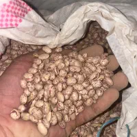 لوبیا چیتی گواهی