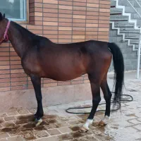 اسب|اسب و تجهیزات اسب‌سواری|پیر بکران, |دیوار