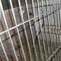 و مرغ عشق انگلیسی وطوطی گرینچیک و  عروس