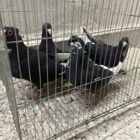 چهار عدد ماده پلنگ