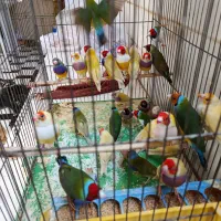 28عدد فنج گلدین زرد و سبز