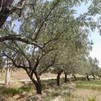 فروش عمده چوب درخت بزرگ