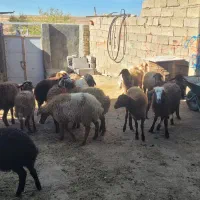 بره ماده|حیوانات مزرعه|کرمانشاه, |دیوار