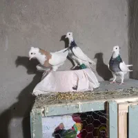 طوقی|پرنده|شیراز, شاه قلی بیگی|دیوار