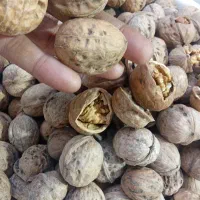 گردو پوست کاغذی عمده