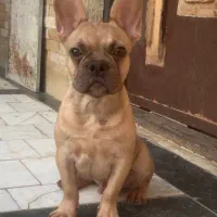 فرنچ بولداگ