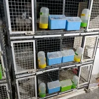 یک عدد جفتگاه شیش تایید با تمام وسایل ها