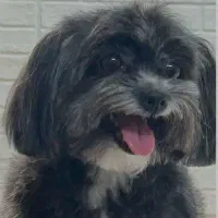 سگ پاکوتاه نژاد تریر