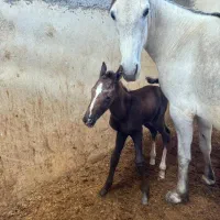 کره مادیون 1ساله|اسب و تجهیزات اسب‌سواری|جره و بالاده, |دیوار