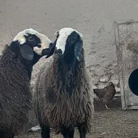 بره قوچ چال