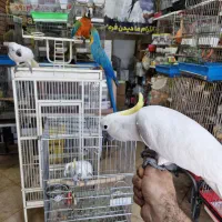 طوطی آرا آبی طلایی و باراتا تاج زرد