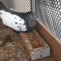 کبوتر سینه ای|پرنده|مسجد سلیمان, |دیوار