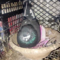 کبوتر|پرنده|شهریار, اسد‌آباد|دیوار