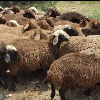 پخش گوسفند زنده همه روزه در کل طهران بدون تعطیلی|حیوانات مزرعه|تهران, بریانک|دیوار