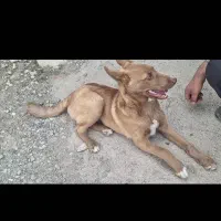 سگ نر نژاد دار