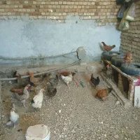 19 عدد مرغ محلی تخم گذار