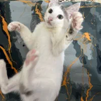 واگذاری بچه گربه