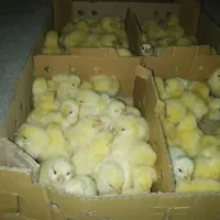 فروش جوجه یک روزه راس گوشتی