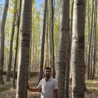 نهال کبوده و صنوبر نیگرا ترکیه|خدمات باغبانی و درختکاری|اردبیل, |دیوار