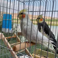 عروس هلندی گمشده
