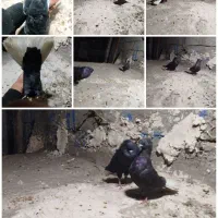 جفت زاغ دم سفید