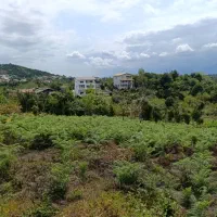 زمین باغی واقع دربام سبز کومله|فروش زمین و ملک کلنگی|کومله, |دیوار