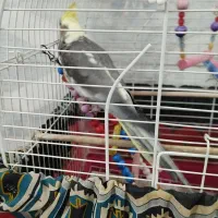 یک عدد عروس هلندی ماده سالم باقفس|پرنده|ایوانکی, |دیوار