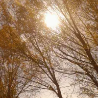 خریدانواع درخت