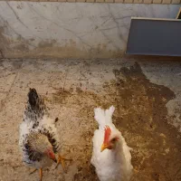 جوجه ۷ ماهه