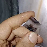 شجر قیمت باور نکردنی|جواهرات|تهران, بوستان چیتگر|دیوار