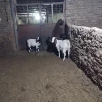 بزغاله ماده اوست|حیوانات مزرعه|تربت جام, شهرک آزادگان|دیوار