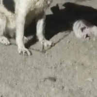 سگ لاس
