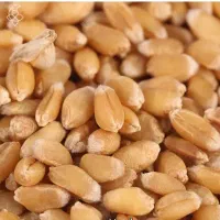 بذر گندم زرین و پیشگام