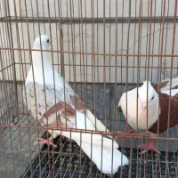 دوتا کبوتر گرددار