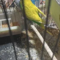 یک جفت مرغ عشق|پرنده|مشهد, مشهدقلی|دیوار