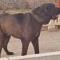 سگ سرابی|سگ|مبارکه, |دیوار