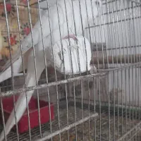 عروس هلندی البینو دوکت مولد|پرنده|بندرعباس, |دیوار