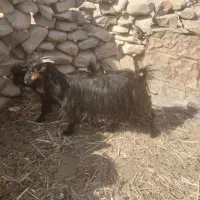 تیشتر بز بیگ