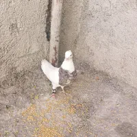 یک جفت کبوتر طوقی اصل تمیز اماده تخم گذاری|پرنده|یاسوج, |دیوار