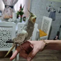 یک جفت عروس هلندی مولد