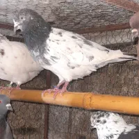 کبوتر پرشی|پرنده|شفت, |دیوار