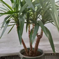 گل وگیاه|گل و گیاه طبیعی|شلمان, |دیوار