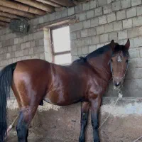 اسب سواری و باری