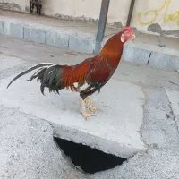خروس فروشی